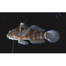 Dotsugobius bleekeri (Popta, 1921)