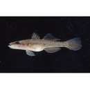 Butis amboinensis (Bleeker, 1853)