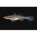 Butis amboinensis (Bleeker, 1853)