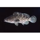 Epinephelus corallicola (Valenciennes, 1828)