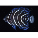 Pomacanthus semicirculatus (Cuvier, 1831)