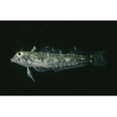 Enneapterygius philippinus (Peters, 1869)