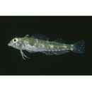 Enneapterygius philippinus (Peters, 1869)