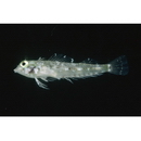 Enneapterygius philippinus (Peters, 1869)