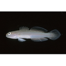 Amblygobius nocturnus (Herre, 1945)