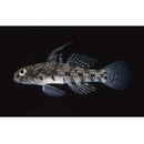 Redigobius bikolanus (Herre, 1927)