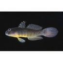 Exyrias puntang (Bleeker, 1851)