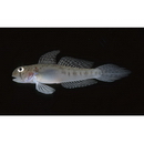 Oligolepis acutipennis (Valenciennes, 1837)