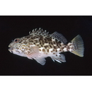 Cirrhitus pinnulatus (Schneider, 1801)