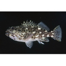 Cirrhitus pinnulatus (Schneider, 1801)