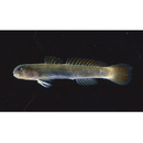 アカヒレハダカハゼ