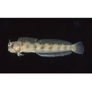 Rhabdoblennius nitidus (Gunther, 1861)