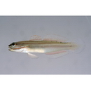 Amblygobius nocturnus (Herre, 1945)