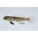 Palutrus meteori (Klausewitz et Zander, 1967)