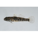 Palutrus meteori (Klausewitz et Zander, 1967)