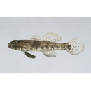 Palutrus meteori (Klausewitz et Zander, 1967)