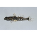 Palutrus meteori (Klausewitz et Zander, 1967)