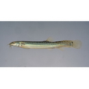 Misgurnus anguillicaudatus (Cantor, 1842)
