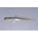 Gymnogobius macrognathos (Bleeker, 1860)