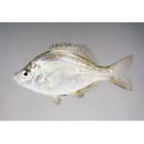 Ditrema viride Oshima, 1940