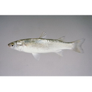 Chelon lauvergnii (Eydoux et Souleyet, 1850)