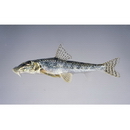 Pseudogobio esocinus (Temminck et Schlegel, 1846)