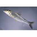 Hemibarbus labeo (Pallas, 1813)