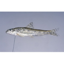 Biwia zezera (Ishikawa, 1895)