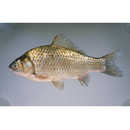 Carassius auratus langsdorfii Temminck et Schlegel, 1846