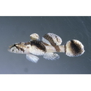 Callogobius sheni Chen, Chen et Fang, 2006