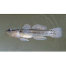 Tridentiger trigonocephalus (Gill, 1859)