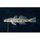 Glossogobius bicirrhosus (Weber, 1894)