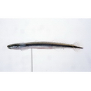 Eutaeniichthys gilli Jordan et Snyder, 1901