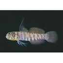 Eviota japonica Jewett et Lachner, 1983