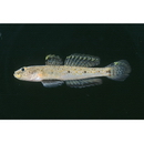 Favonigobius melanobranchus (Fowler, 1934)