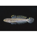 Favonigobius melanobranchus (Fowler, 1934)
