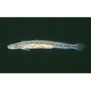 Eutaeniichthys sp. 1