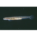 Eutaeniichthys sp. 1