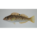 Hexagrammos otakii Jordan et Starks, 1895