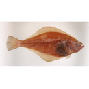 Hippoglossoides dubius Schmidt, 1904