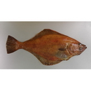 Hippoglossoides dubius Schmidt, 1904