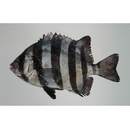 Oplegnathus fasciatus (Temminck et Schlegel, 1844)