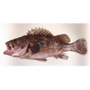 Sebastes schlegelii Hilgendorf, 1880