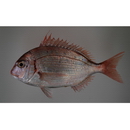 Evynnis tumifrons (Temminck et Schlegel, 1843)