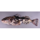 Myoxocephalus polyacanthocephalus (Pallas, 1814)