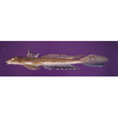 Repomucenus richardsonii (Bleeker, 1854)