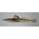 Suggrundus meerdervoortii (Bleeker, 1860)