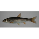 Tribolodon hakonensis (Gunther, 1877)