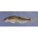 Cottus pollux Gunther, 1873