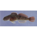 Cottus pollux Gunther, 1873